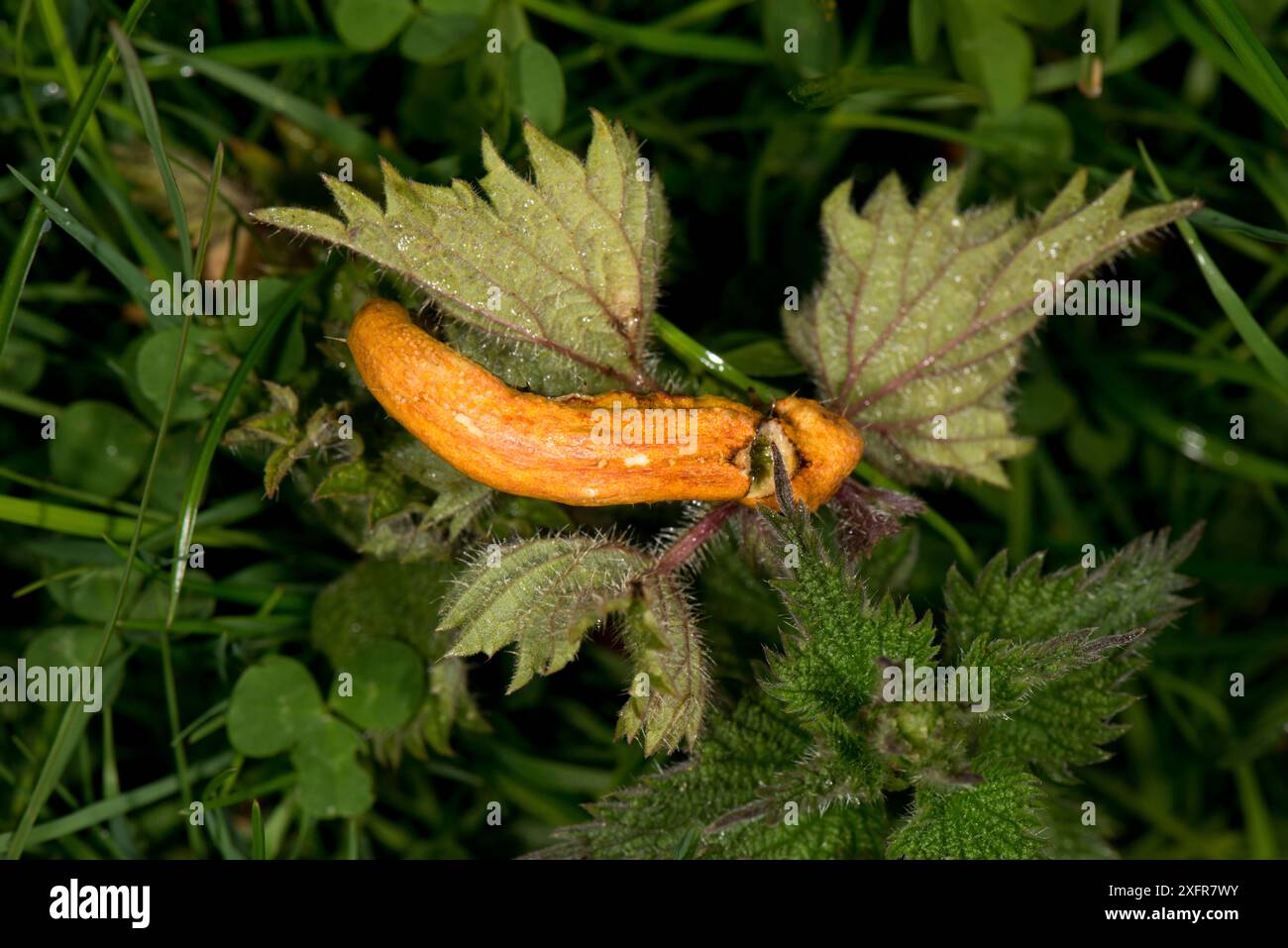 Ortica clustercup ruggine fungo (Puccinia orticata) indotta su ortica comune (Urtica dioica), Westhope Common, Herefordshire, Inghilterra, Regno Unito, maggio. Foto Stock