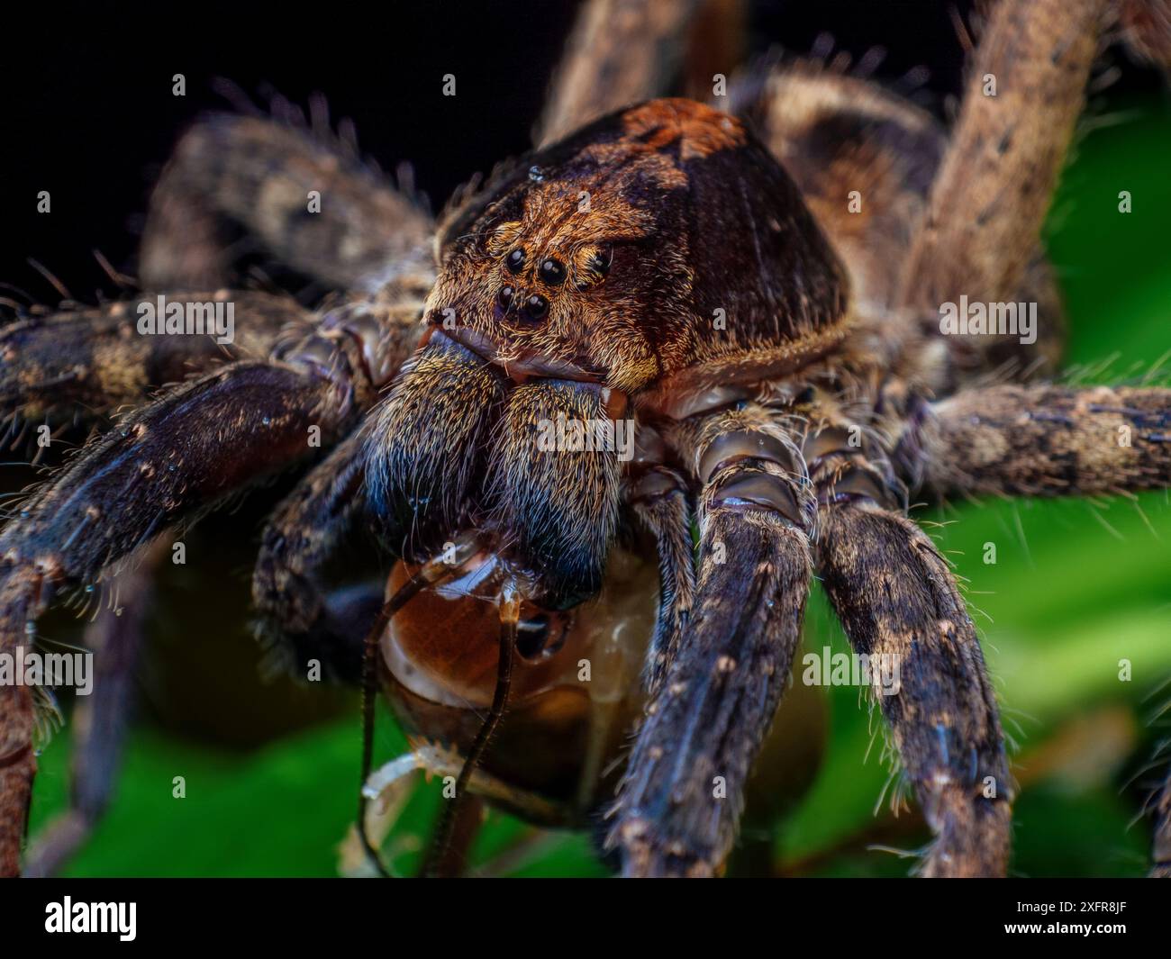 Ragno vagante (Ctenus sp.) preda su un cricket a cammello. Foresta dell'Atlantico sud-orientale, Tapirai, San Paolo, Brasile. Foto Stock