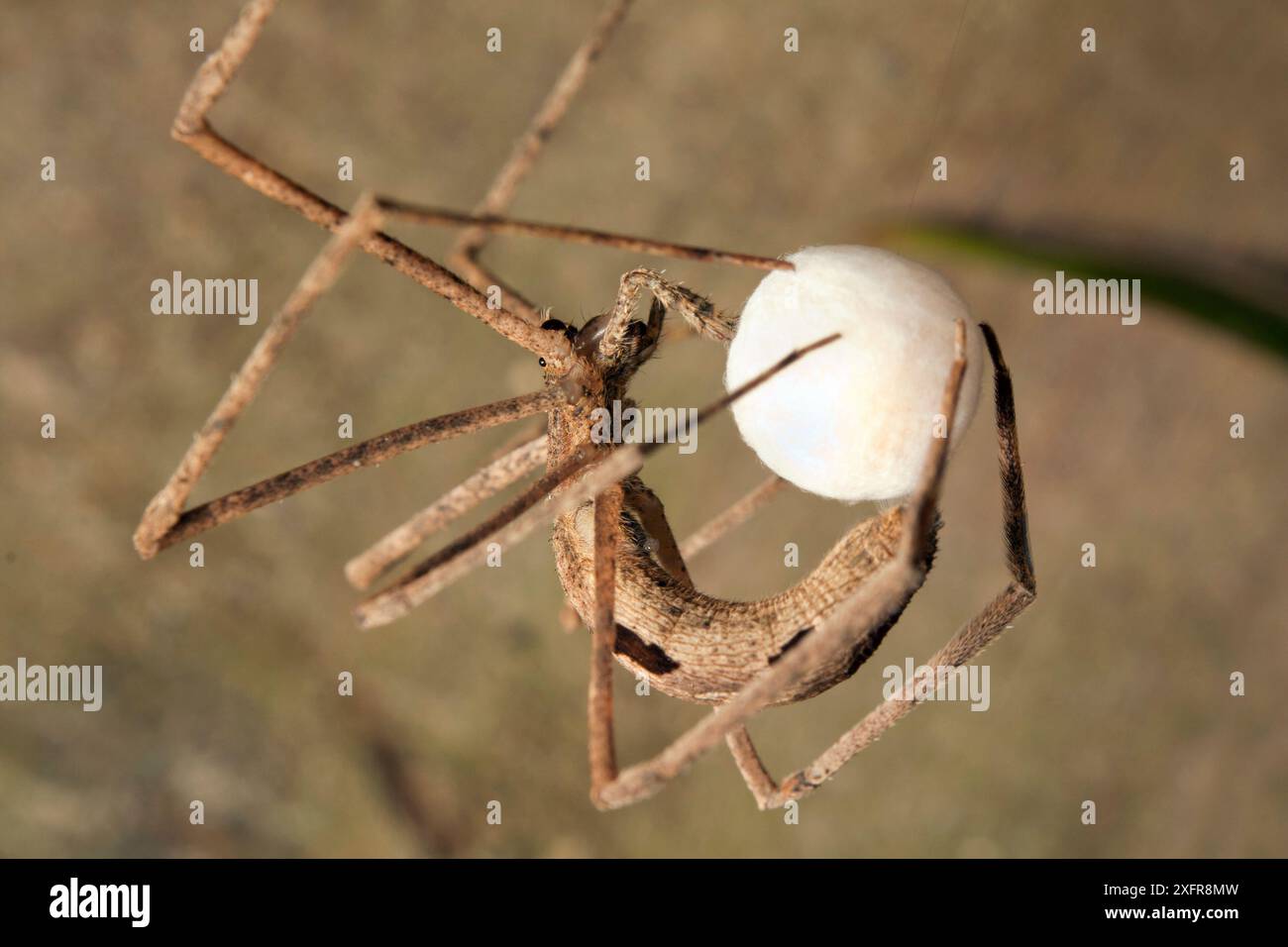 Orco ha affrontato il ragno (Deinopis) che gira un uovo rotondo. Foresta dell'atlantico sud-orientale, Sao Miguel Arcanjo, San Paolo, Brasile. Foto Stock