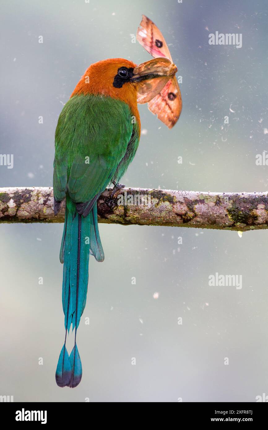 motmot (Electron platyrhynchum) a becco grosso appollaiato su ramo con falena nel becco, Mashpi, Pichincha, Ecuador. Foto Stock