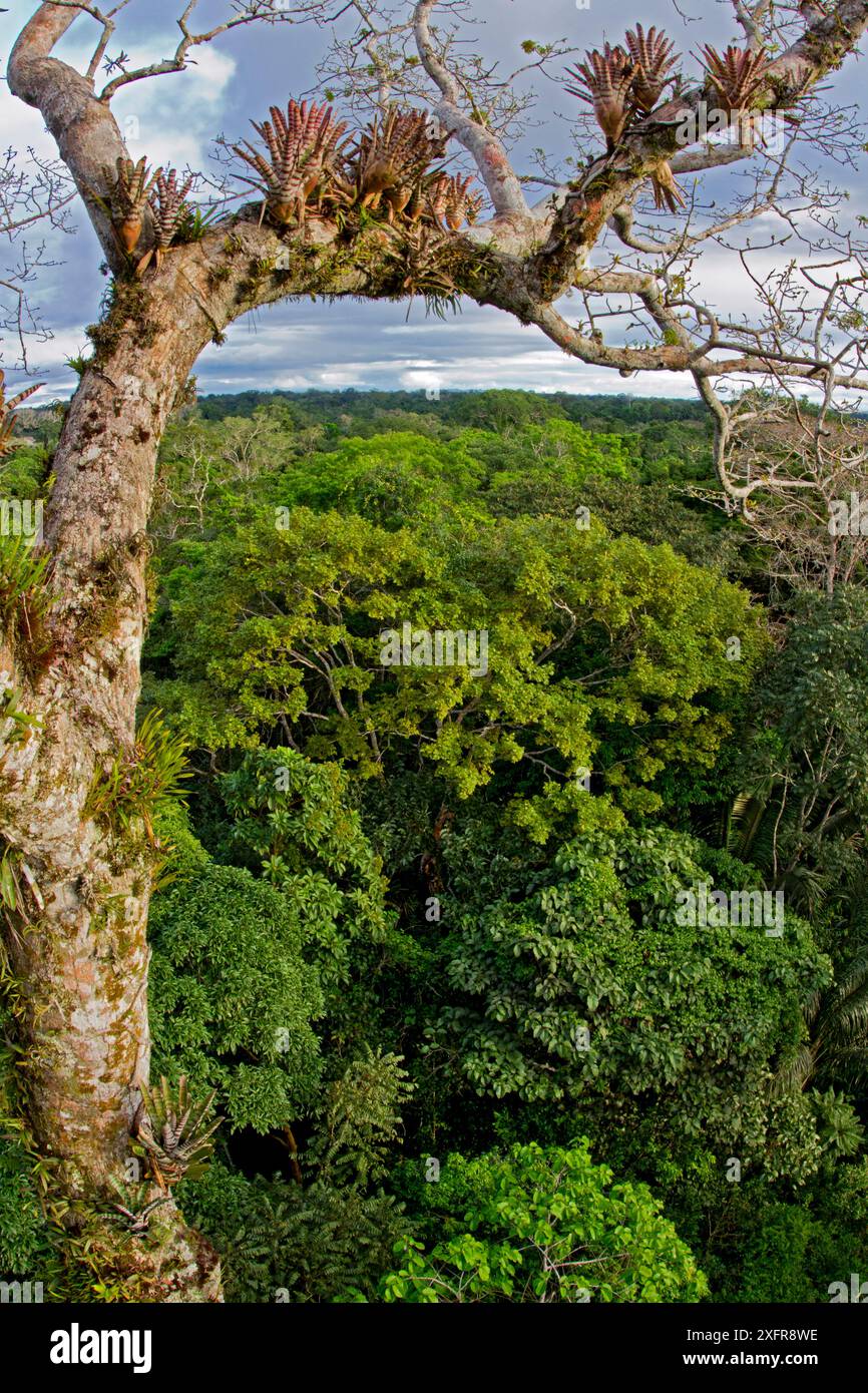 Albero con piante che crescono sul tronco nel baldacchino amazzonico, Parco Nazionale Yasuni, Orellana, Ecuador, luglio 2014. Foto Stock