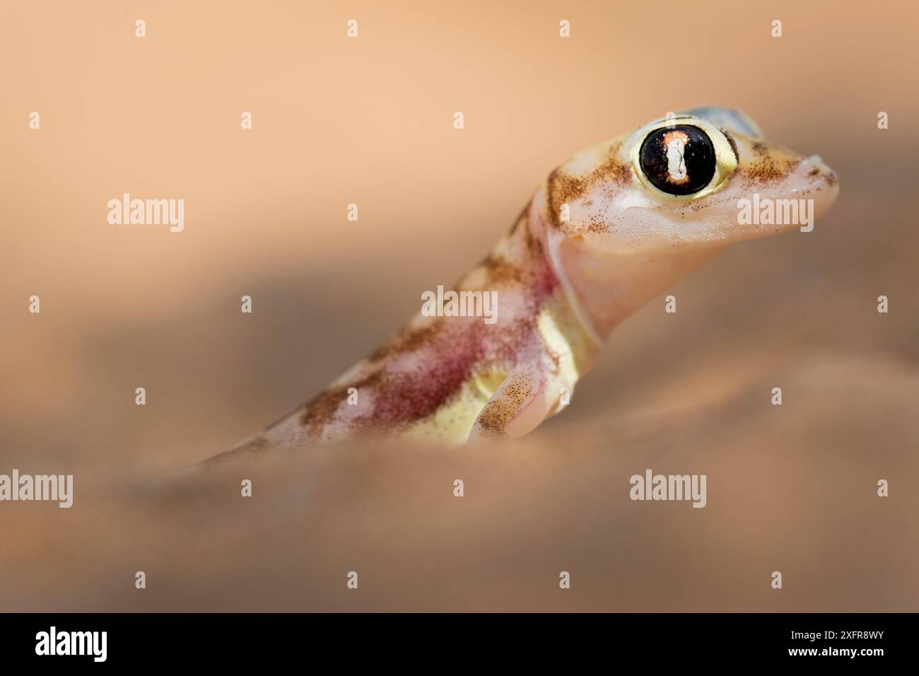 Namib Sand gecko (Pachydactylus rangei) Ritratto, Swakopmund, Erongo, Namibia. Foto Stock