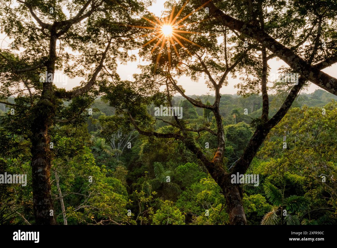 Baldacchino amazzonico al tramonto, Parco Nazionale Yasuni, Orellana, Ecuador, settembre 2017. Foto Stock