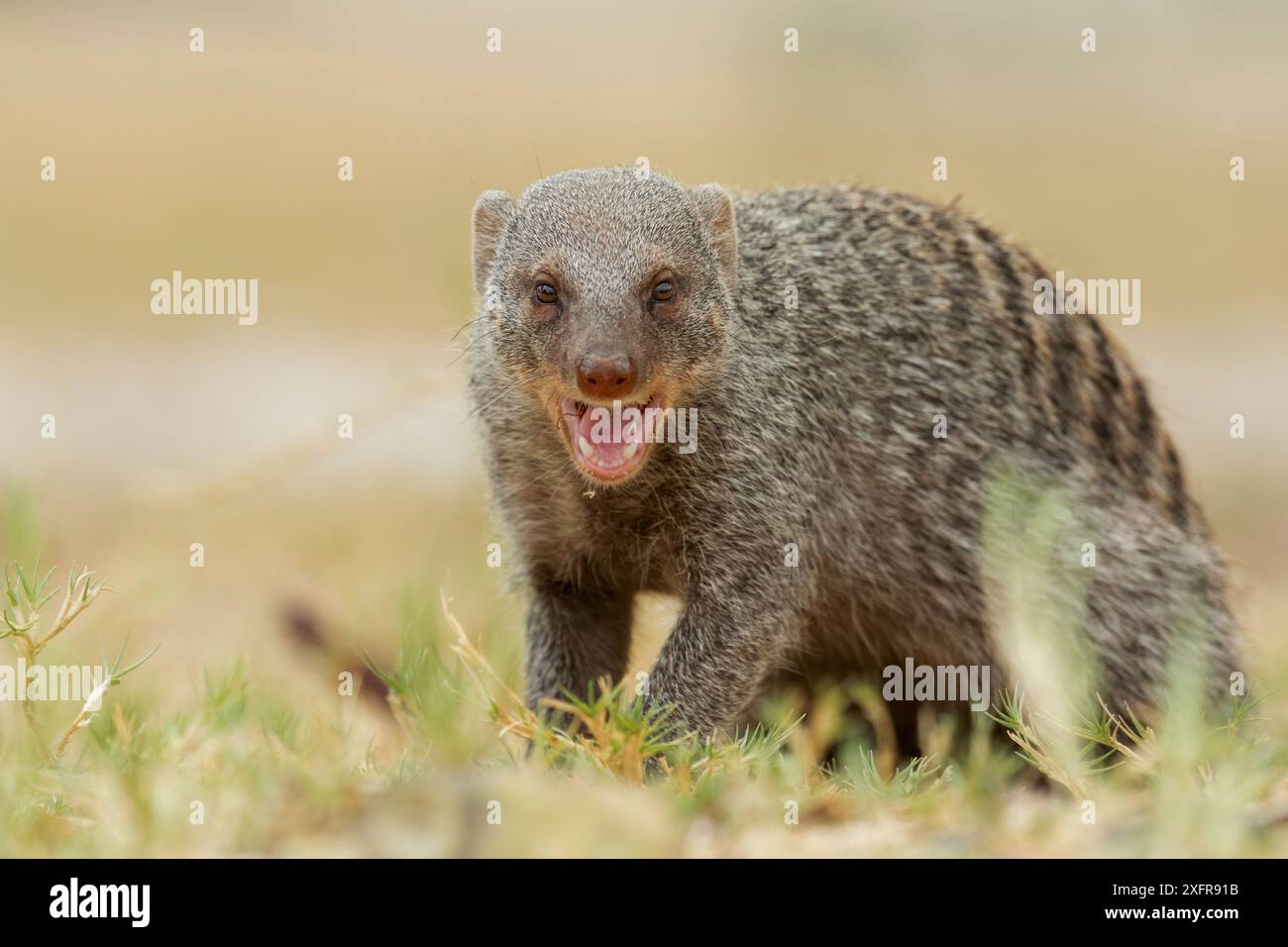 Scimmia (Mungos mungo) Calling, Parco Nazionale di Etosha, Provincia di Harare, Namibia. Foto Stock