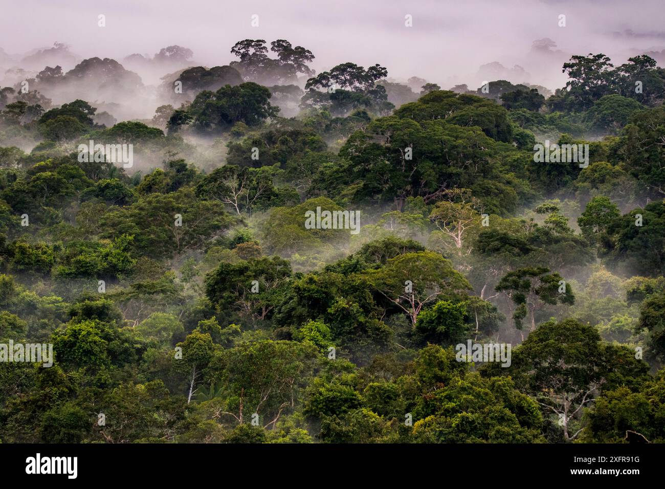 Nebbia in baldacchino amazzonico all'alba, Tambopata, madre de Dios, Perù, marzo 2016. Foto Stock