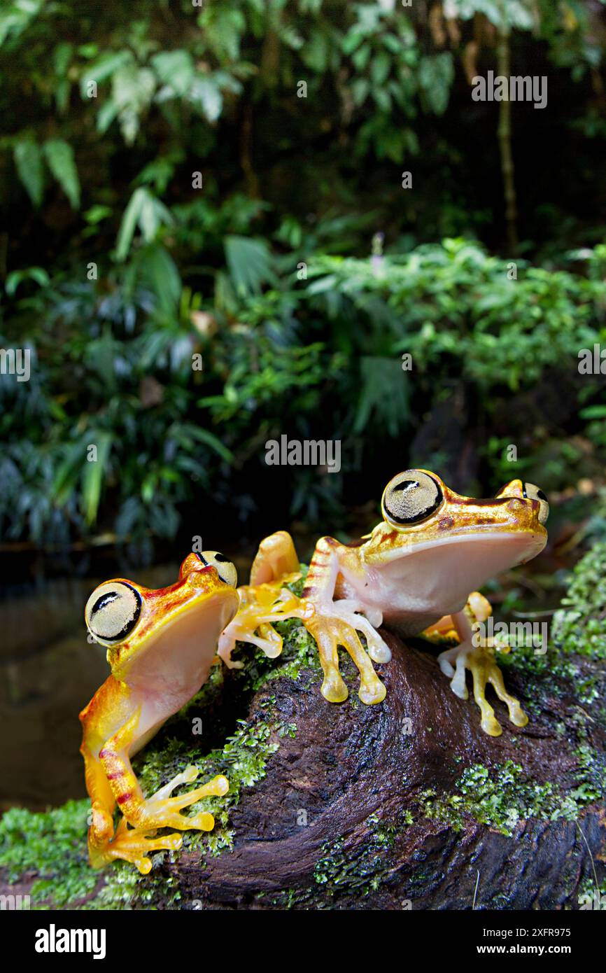Due rane di Imbabura (Hypsiboas picturatus) su tronco, Canande, Esmeraldas, Ecuador. Foto Stock