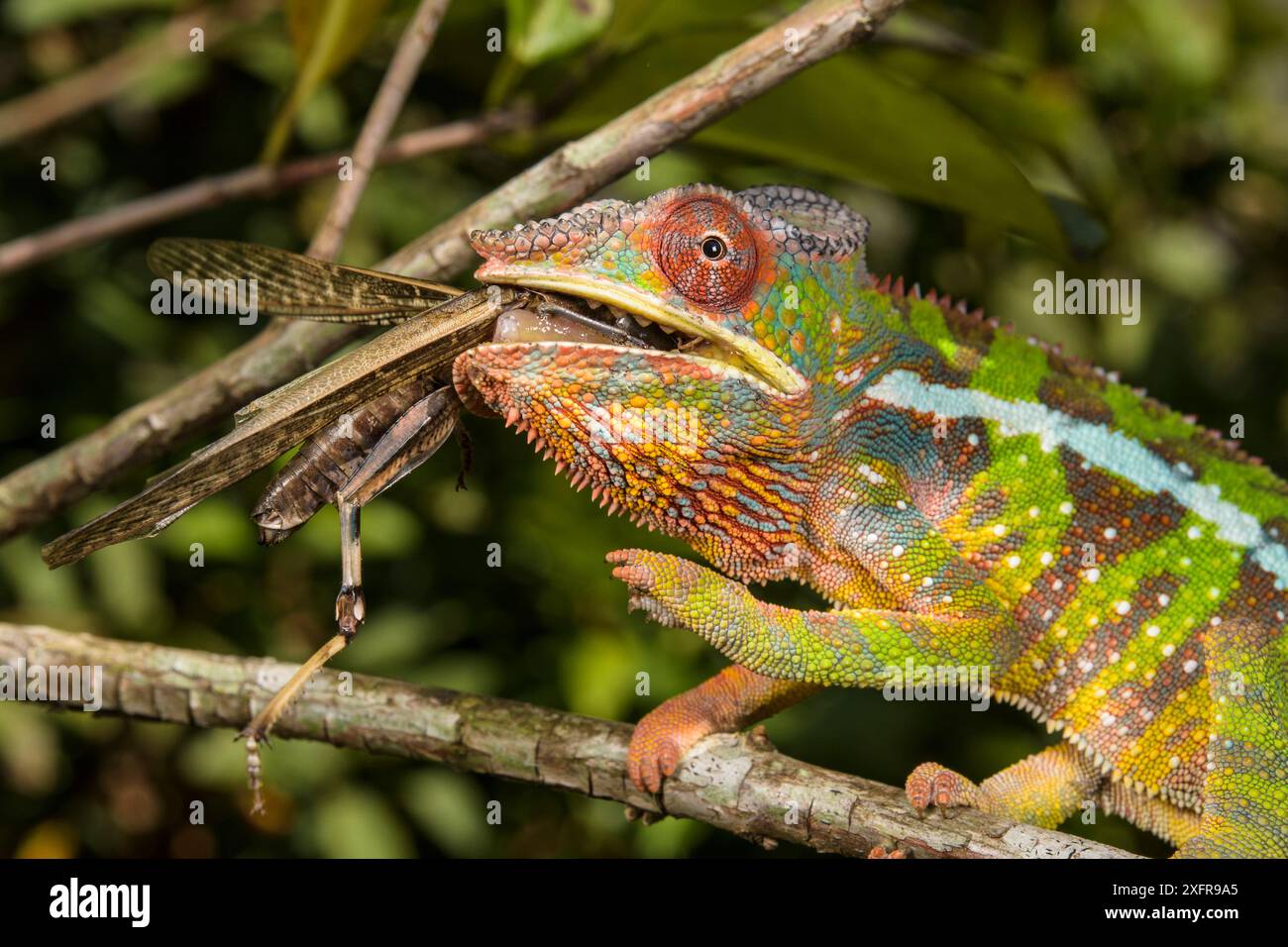 Camaleonte Panther (Furcifer pardalis) che si nutre di cavallette, Madagascar Foto Stock