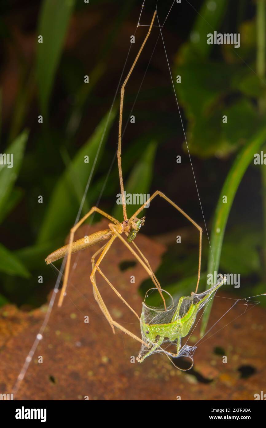 Ragno con orco (Deinopis sp.) Con preda avvolta in seta, Perù Foto Stock