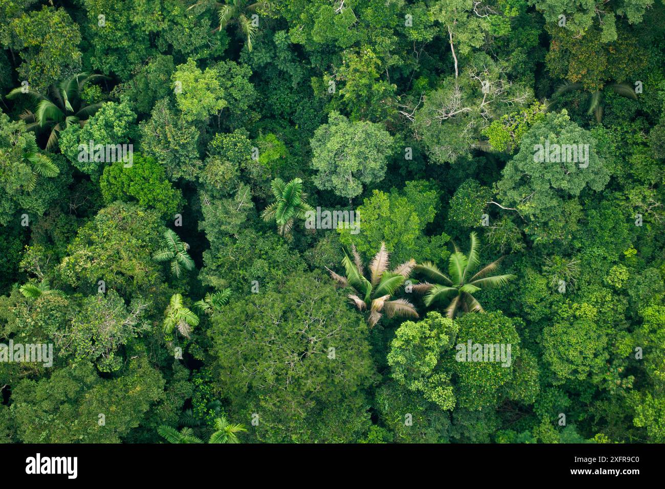 Veduta aerea del baldacchino amazzonico, parco nazionale di Yasuni, Orellana, Ecuador, marzo 2012. Foto Stock