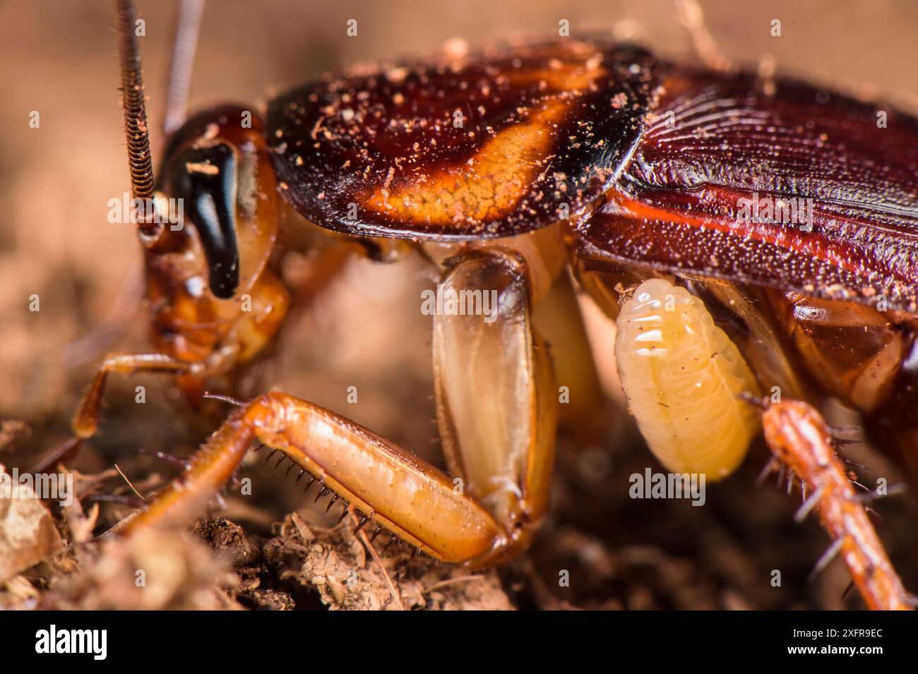 Larva della vespa (Ampulex compressa) che succhia l'emolinfa dal suo scarafaggio ospite, prigioniero Foto Stock