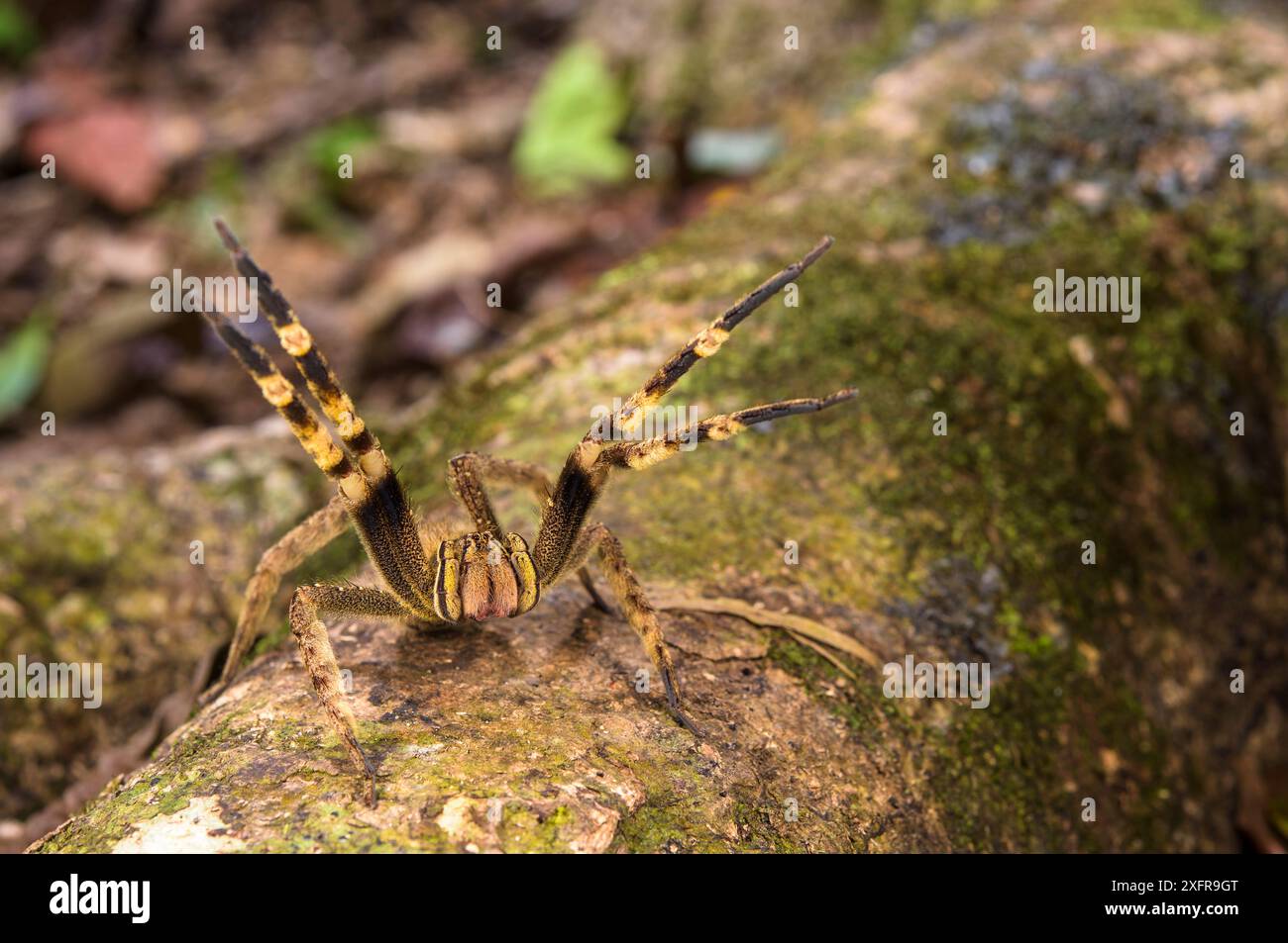 Ragno armato (Phoneutria sp) in Threat Posture, Perù, luglio. Foto Stock