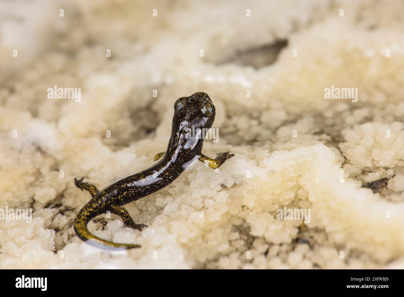 Salamandra grotta francese (Speleomantes strinatii) giovanile, Italia, aprile. Foto Stock