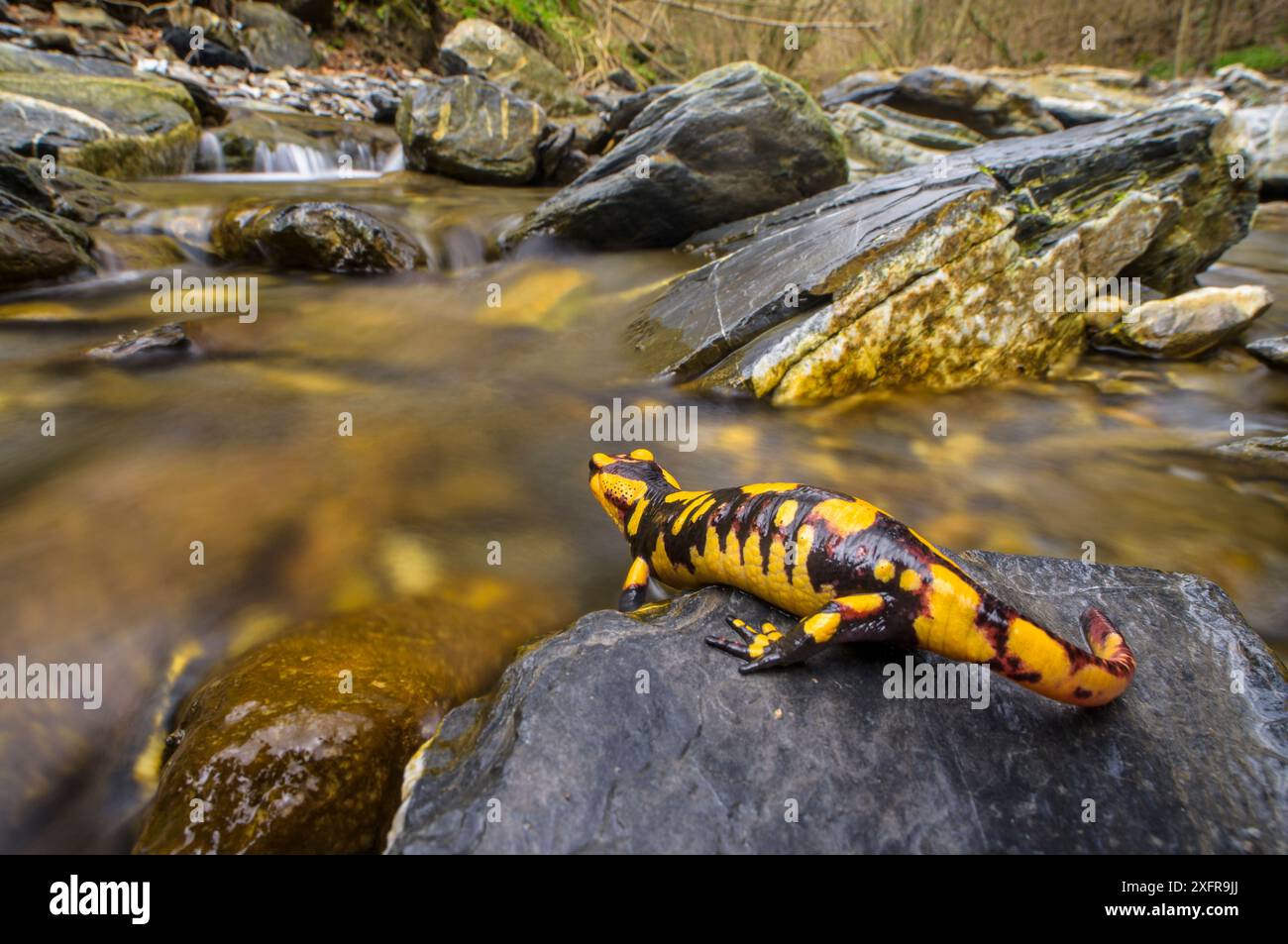 Salamandra pezzata (Salamandra salamandra) femmina quasi pronto per dare vita al suo larve nel flusso, Appennino. Antola Parco Regionale, Italia Foto Stock