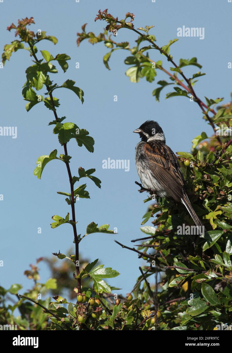 Maschio di grappolo (Emberiza schoeniclus) arroccato in un albero di biancospino che domina il suo territorio di riproduzione. Druridge Bay, Northumberland, Inghilterra, Regno Unito, luglio. Foto Stock