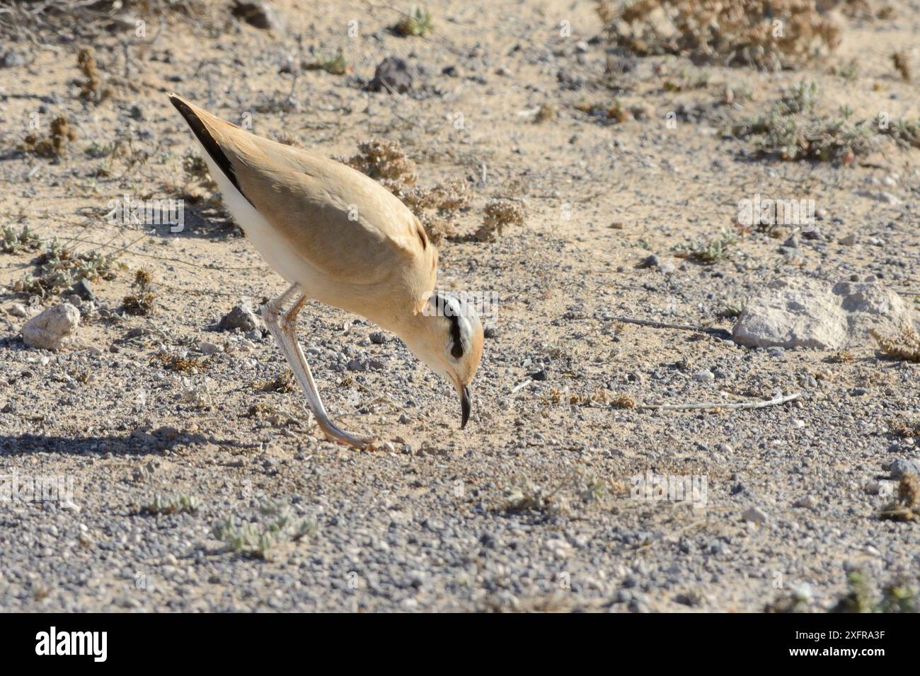 Cortigiano color crema (Cursorius Cursor) che si inchina durante il corteggiamento nella macchia delle steppe, Parco naturale Jandia, Fuerteventura, Isole Canarie, maggio. Foto Stock