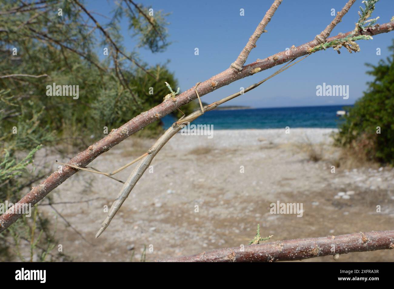 Insetto bastone (Bacillus atticus atticus), una specie costiera dell'Italia meridionale e della Grecia, in un albero di Tamarisk (Tamarix sp.) Che cresce dietro una spiaggia, vicino ad Astros, Arcadia, Peloponneso, Grecia, luglio. Foto Stock