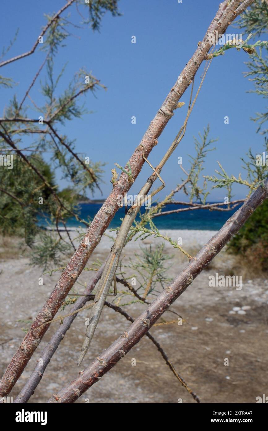 Insetto bastone (Bacillus atticus atticus), una specie costiera dell'Italia meridionale e della Grecia, in un albero di Tamarisk (Tamarix sp.) Che cresce dietro una spiaggia, vicino ad Astros, Arcadia, Peloponneso, Grecia, luglio. Foto Stock