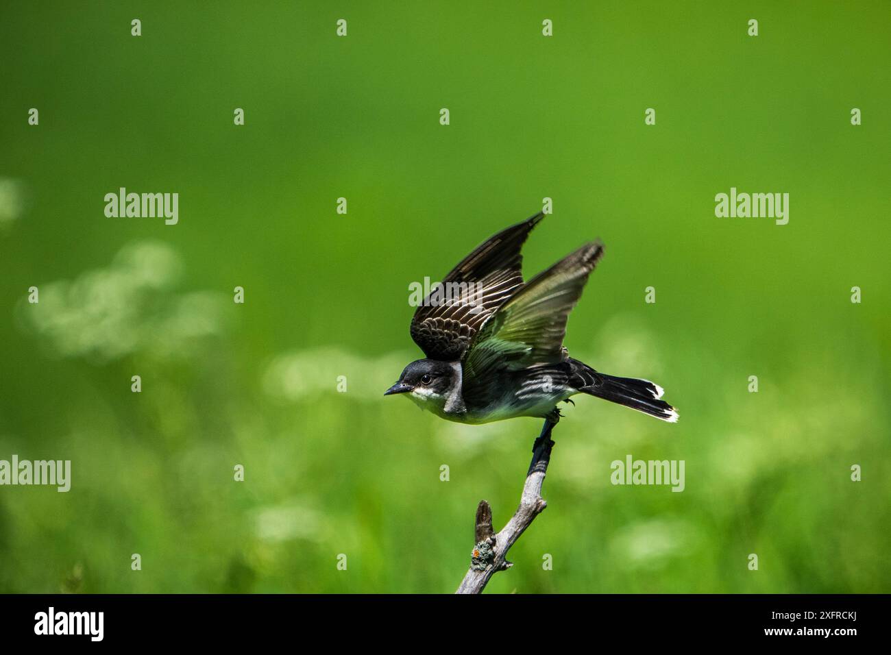 Il Kingbird orientale appollaiato su un ramo alla ricerca di insetti Foto Stock