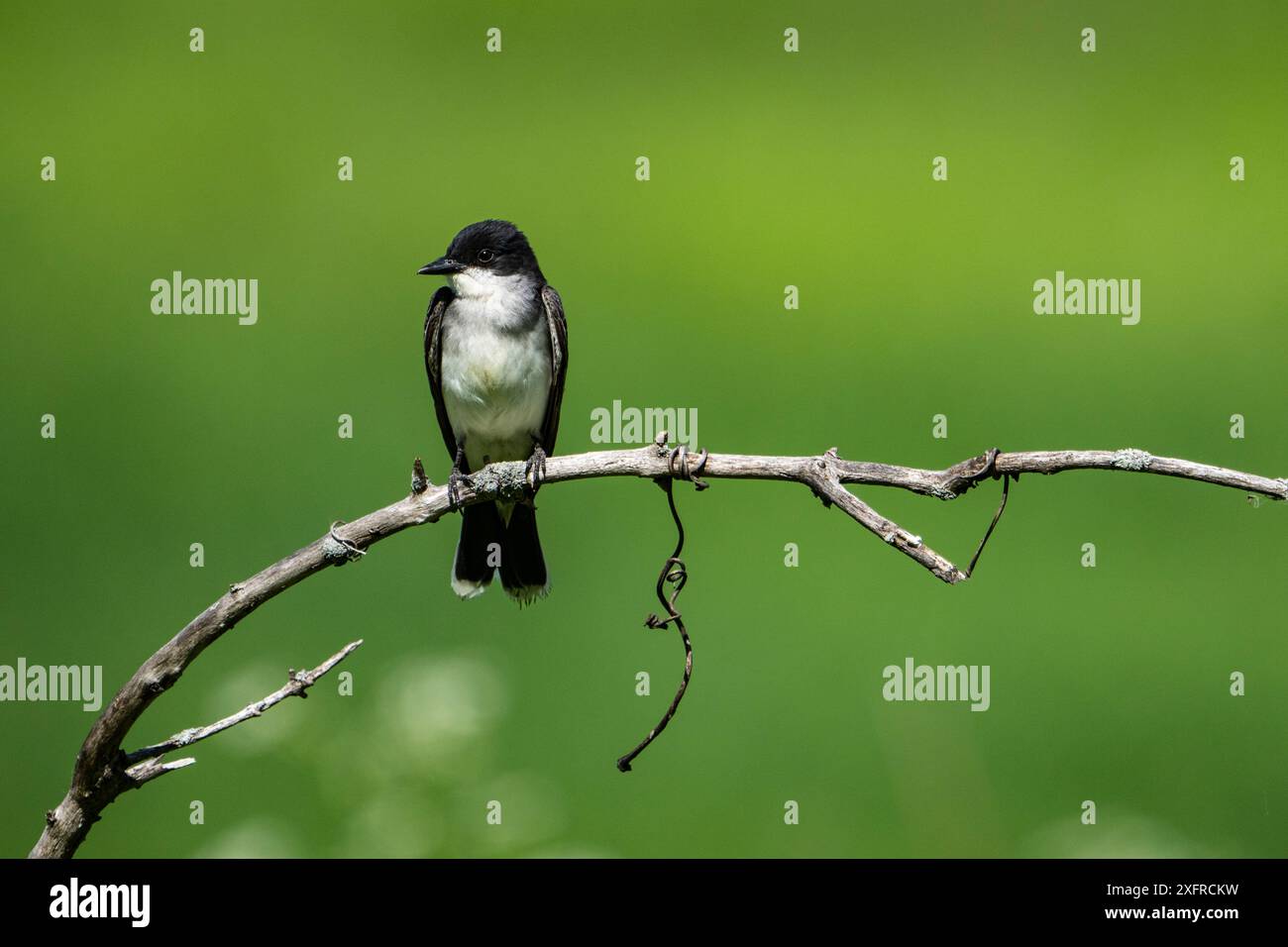 Il Kingbird orientale appollaiato su un ramo alla ricerca di insetti Foto Stock