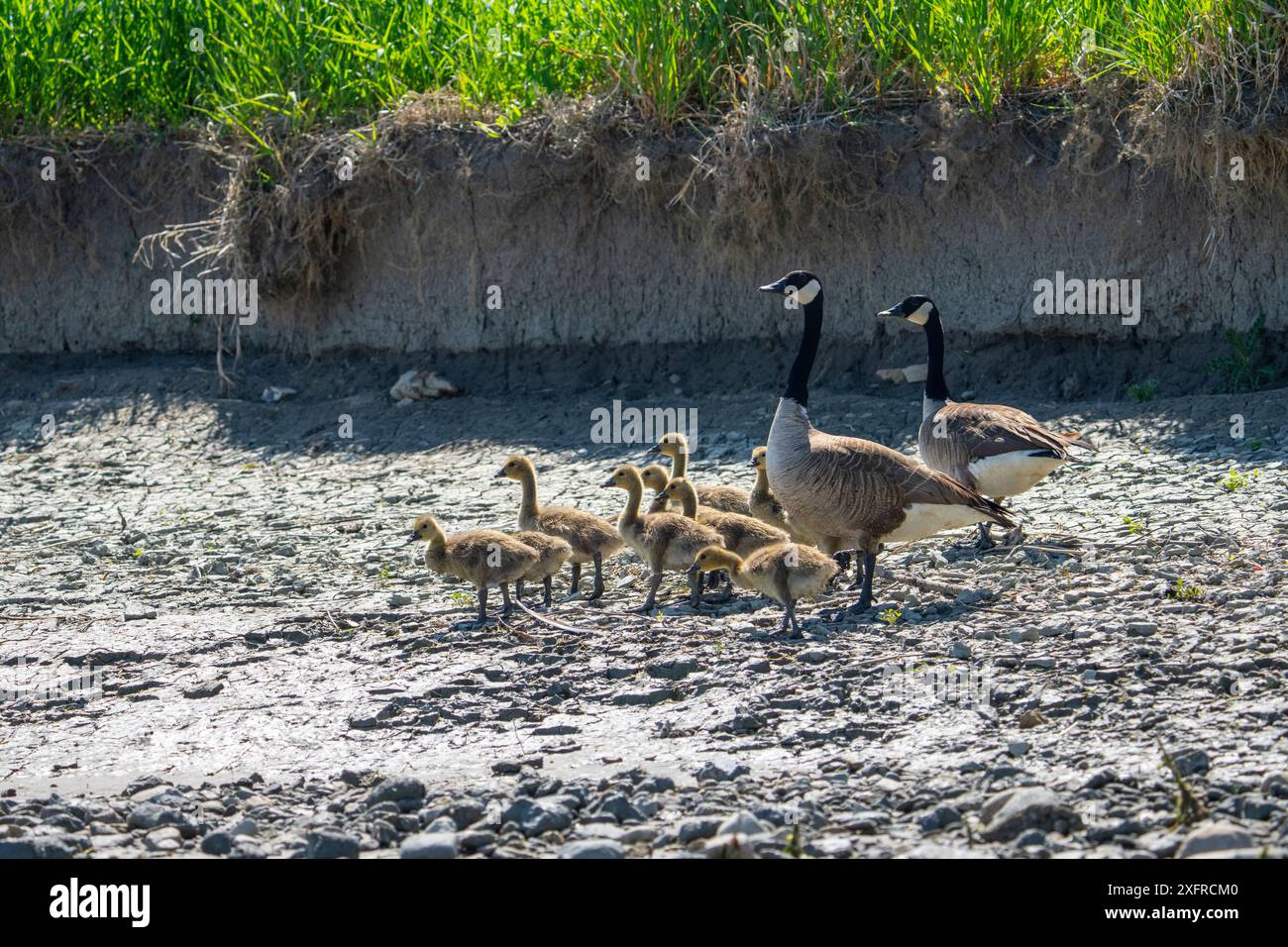 Famiglia Canada Goose lungo le rive del fiume St. Lawrence in Canada Foto Stock