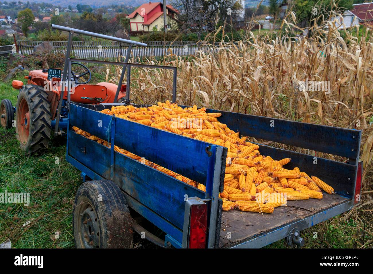 L'Europa, Romania, Maramures Contea. La raccolta del granoturco. Foto Stock