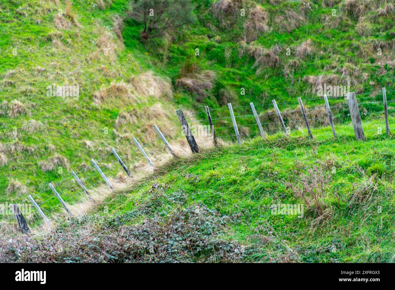 Pascolo di pecore nella regione di Manawatu-Whanganui - nuova Zelanda Foto Stock