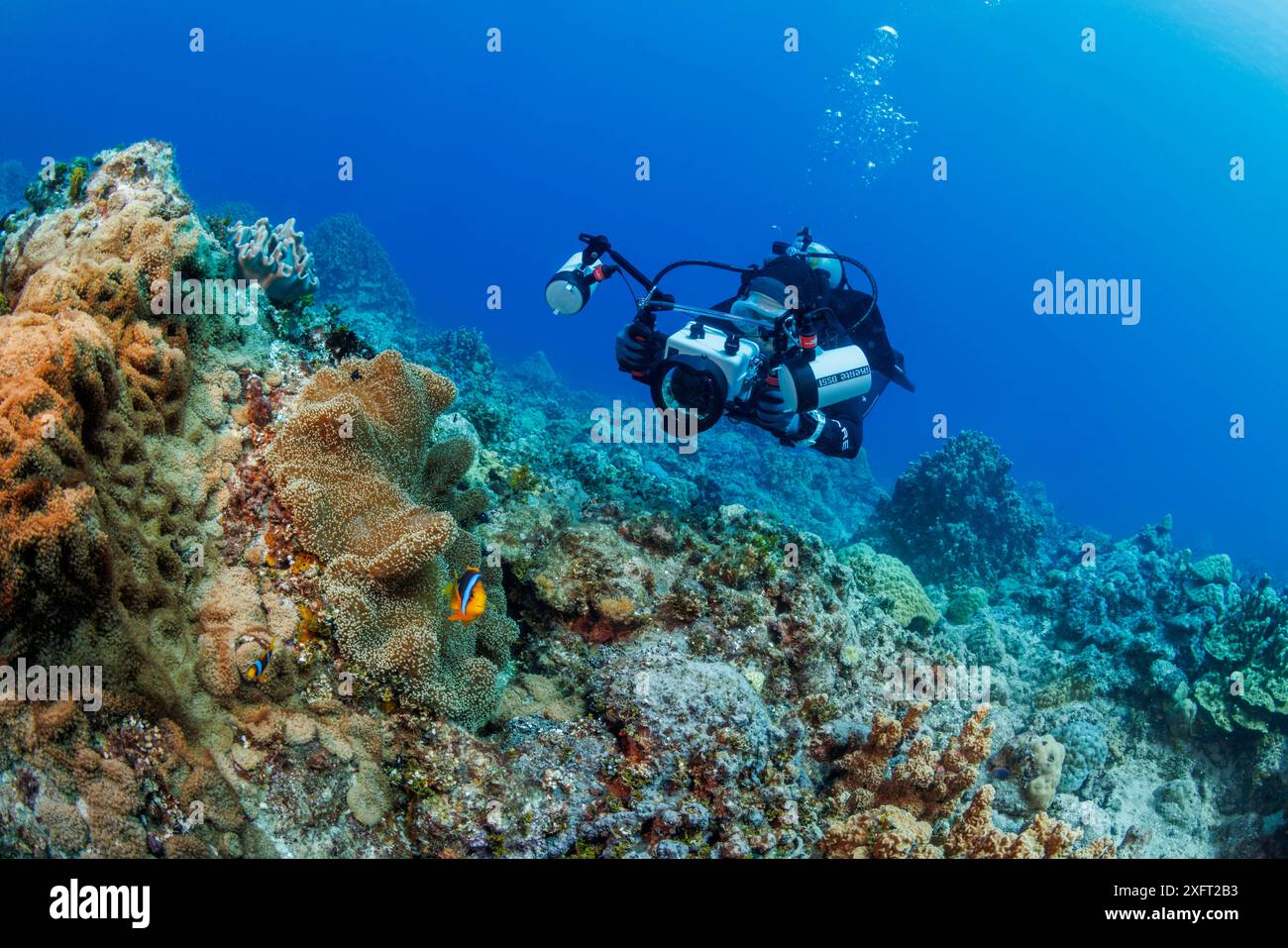 Anemonefish di Clark, Amphiprion clarkii, e subacqueo con un sistema di custodia per fotocamera Ikelite (MR), Guam, Micronesia, Isole Marianne, Mare delle Filippine. Foto Stock