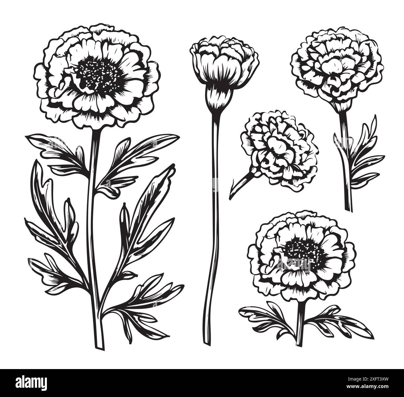 Schizzo di Marigold. Disegno della pianta apotecaria. Rimedi a base di erbe, piante medicinali, medicina naturale illustrazione vettoriale disegnata a mano. Illustrazione Vettoriale