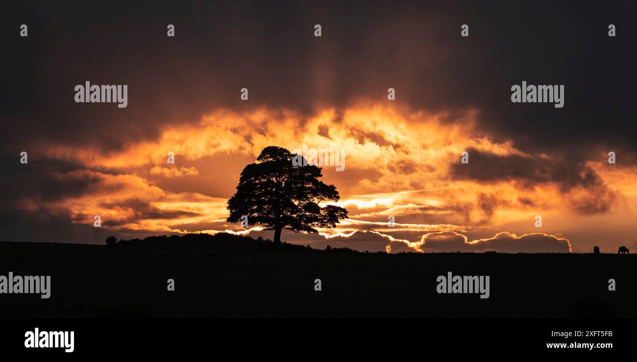 Tramonto dietro un albero solitario in cima alla collina vicino a Chrome Hill sul Peak District Derbyshire East Midlands Inghilterra Regno Unito Foto Stock