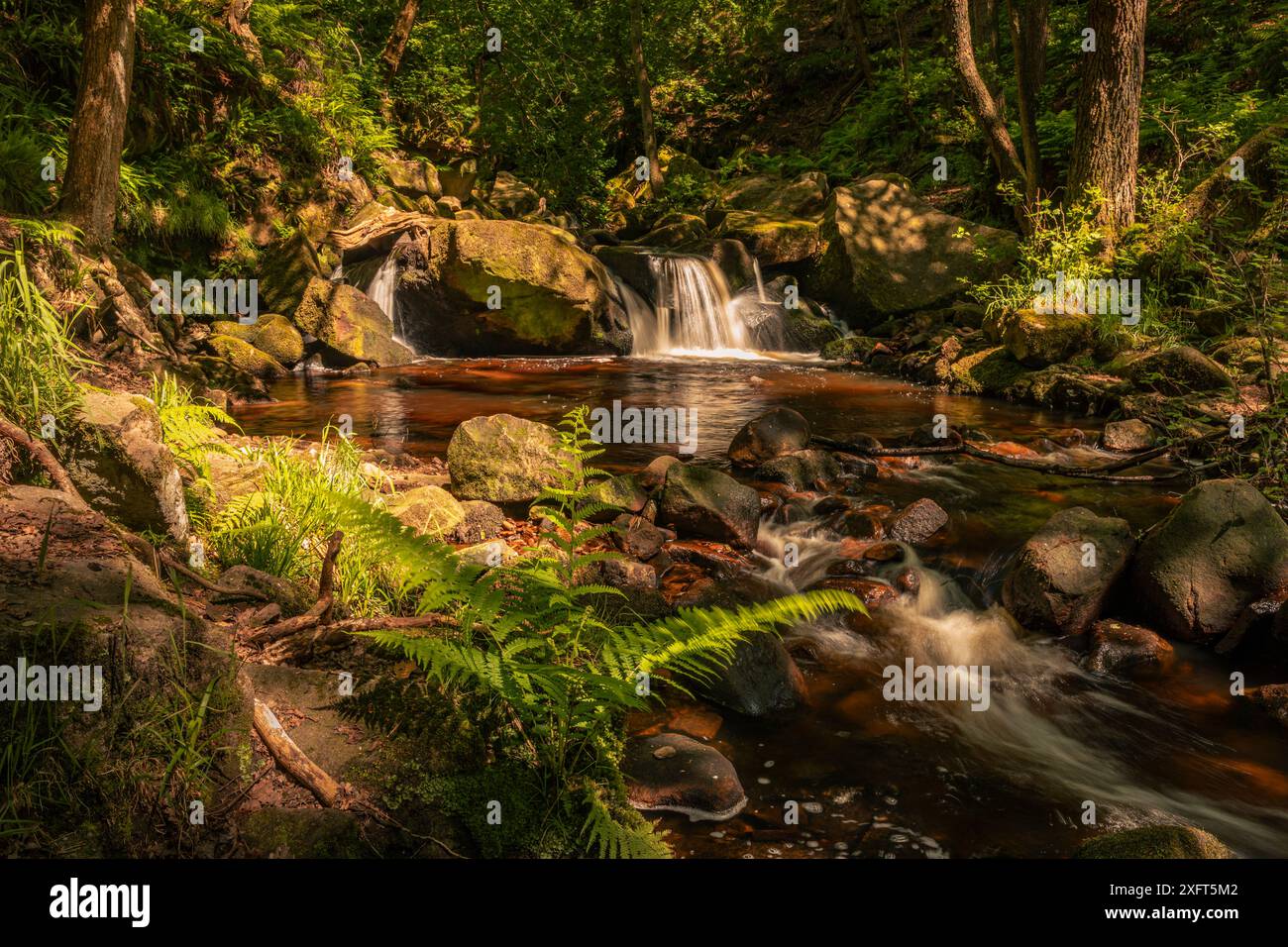Piccole cascate e boschi a Padley Gorge vicino a Grindleford Hope Valley Peak District East Midlands Inghilterra Regno Unito Foto Stock