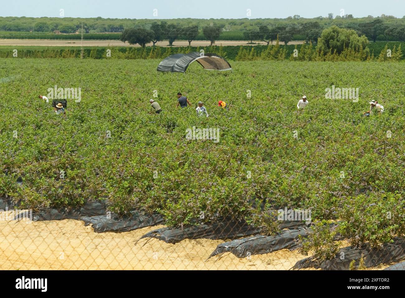 Huevar del Aljarafe, Siviglia, Spagna - 2 giugno 2023: I lavoratori raccolgono mirtilli maturi da un grande campo in una giornata di sole. Foto Stock