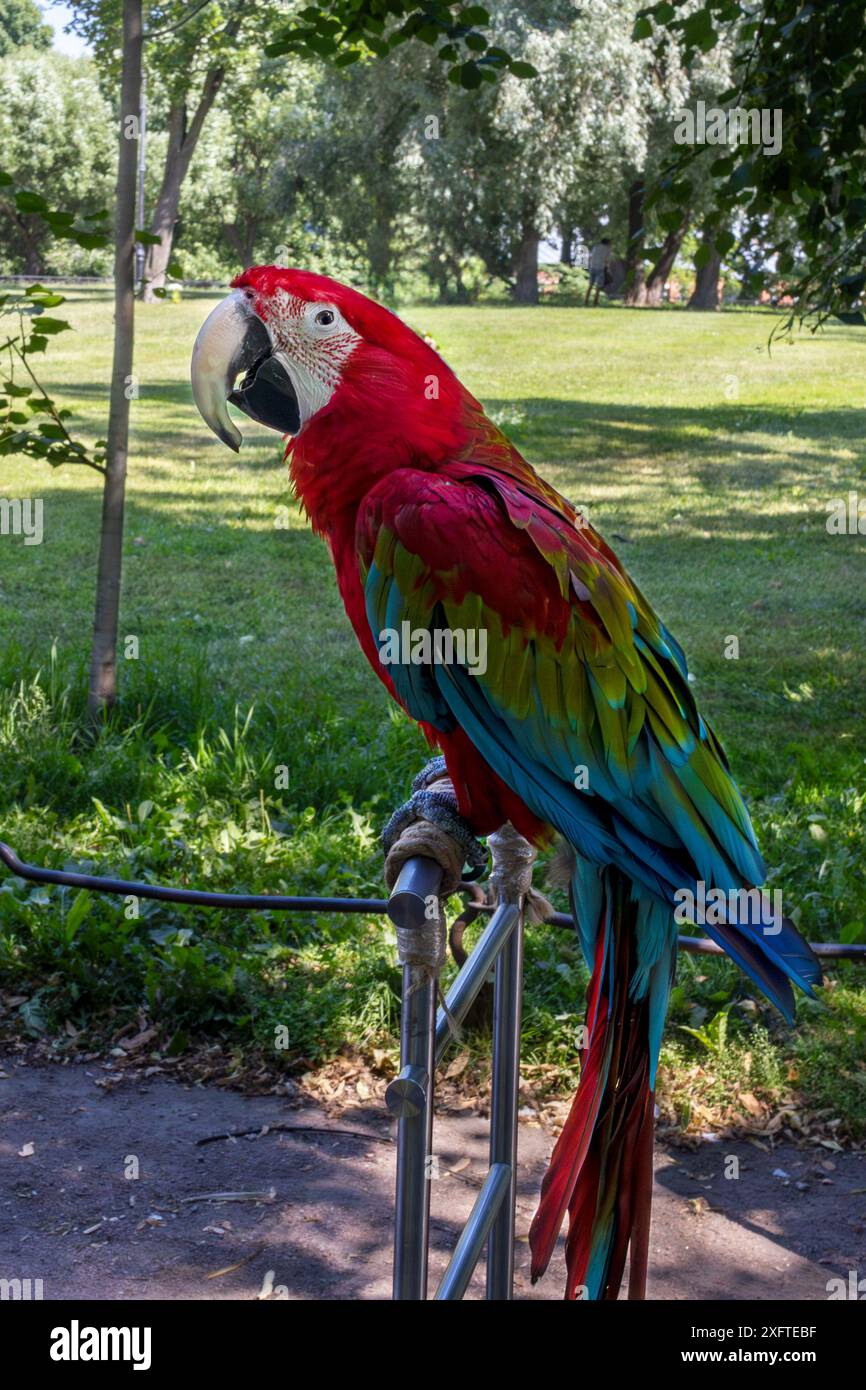 Il triste cockatoo, legato da una corda, lavora per intrattenere il pubblico nel parco cittadino. Tema della protezione degli animali. Verticale. Foto Stock