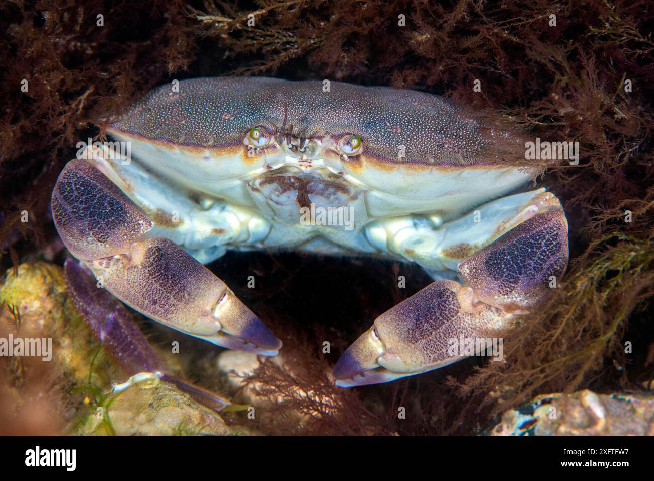 Ritratto di un granchio commestibile (Cancer pagurus) su una barriera corallina di gesso. Sherringham, Norfolk settentrionale, Inghilterra, Regno Unito. Mare del Nord Foto Stock