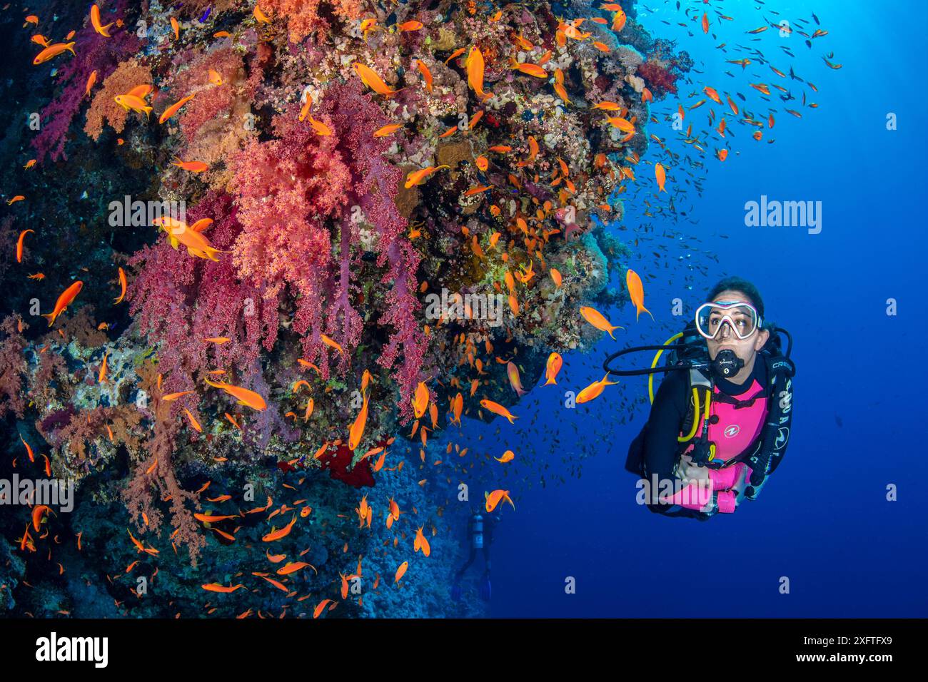 Immersione esplorando una colorata barriera corallina con coralli morbidi (Dendronephthya sp.) E Scalefin anthias ( Pseudanthias squamipinnis). RAS Za'atar, Parco Nazionale di Ras Mohammed, Sinai, Egitto. Mar Rosso Foto Stock