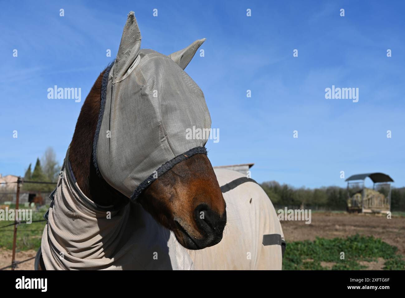 Ritratto del cavallo che indossa una maschera antimosca indossata per la protezione UV di viso e occhi e come protezione da mosche e punture di insetti Foto Stock