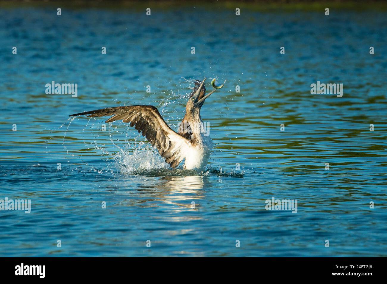 Booby dai piedi blu (Sula nebouxii) in mare, che lancia pesce. Turtle Cove, Santa Cruz Island, Galapagos. Foto Stock