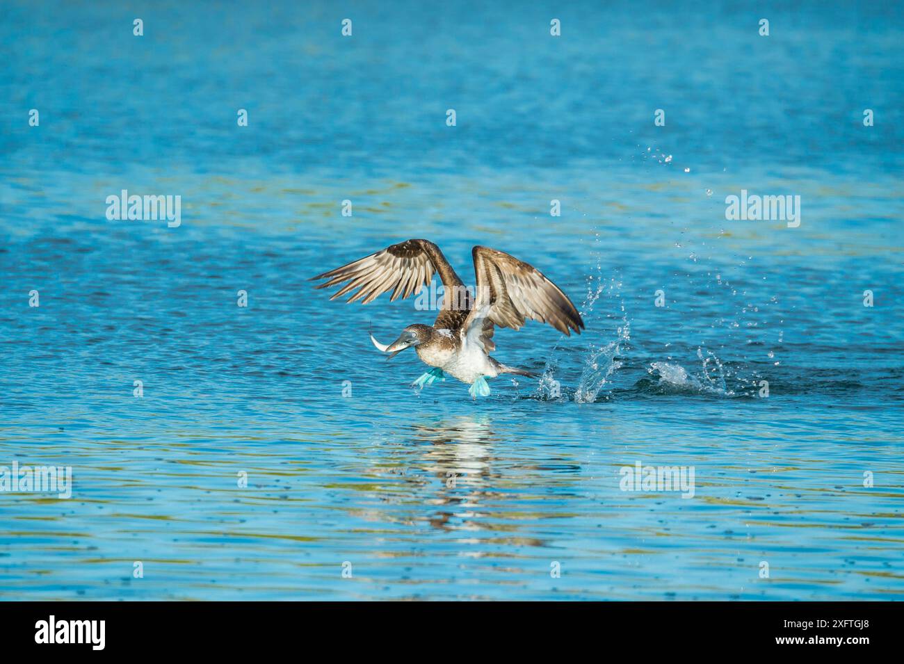La sula nebouxii, che decolla dall'acqua con il pesce nel becco. Turtle Cove, Santa Cruz Island, Galapagos. Foto Stock