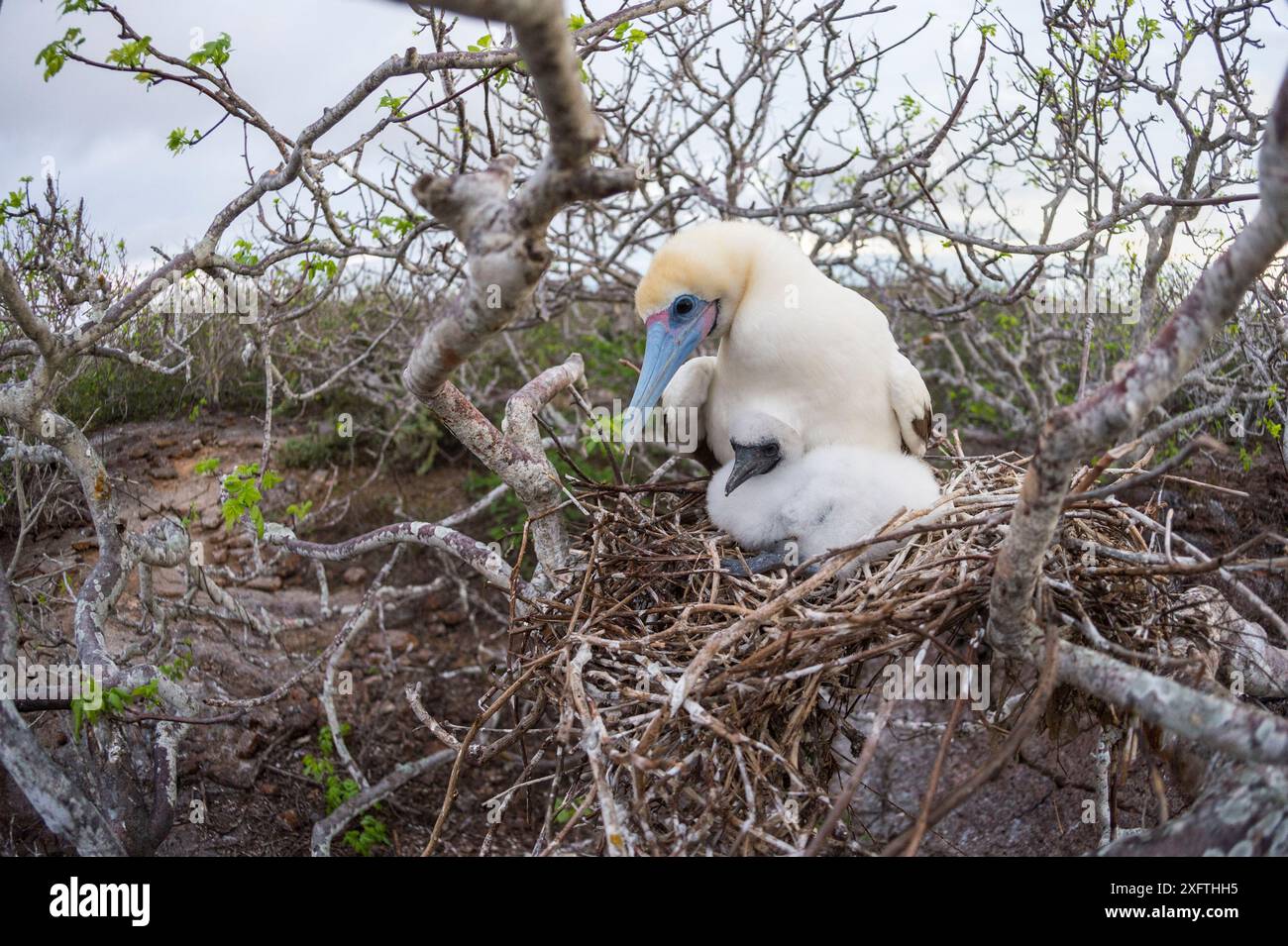 Booby dai piedi rossi (Sula sula), adulto sul nido con pulcino. Isola Genovesa, Galapagos. Foto Stock