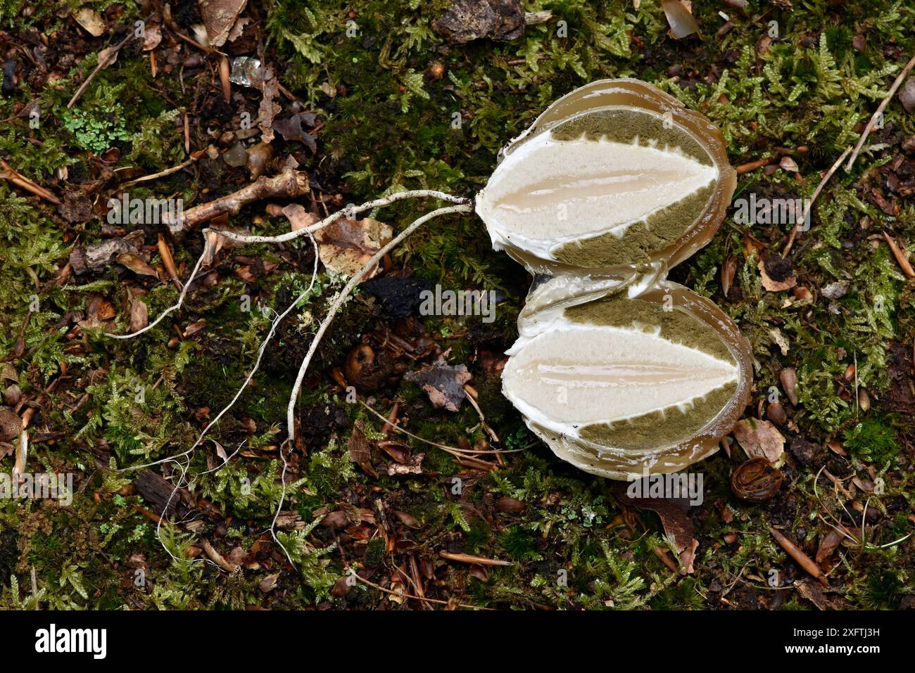 Lo Stinkhorn fungus (Phallus impudicus) ha scavato un uovo a volte noto come un uovo delle streghe tagliato a metà, Buckinghamshire, Inghilterra, Regno Unito, settembre Foto Stock