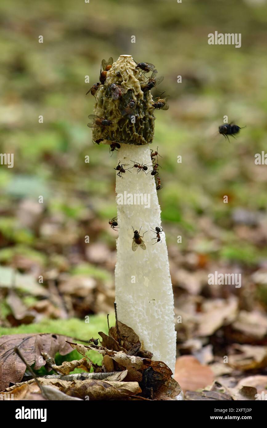 Fungo di Stinkhorn (Phallus impudicus) con mosche e formiche di legno sul cappello, Buckinghamshire, Inghilterra, Regno Unito, settembre - Focus impilato Foto Stock