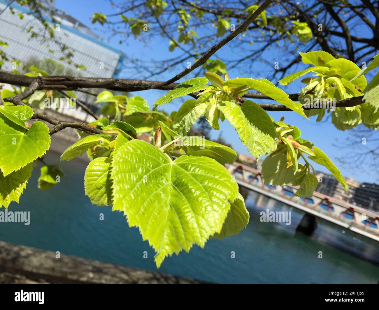 Foglie di albero neonato, Donostia, San Sebastian, Gipuzkoa, Paesi baschi, Spagna Foto Stock