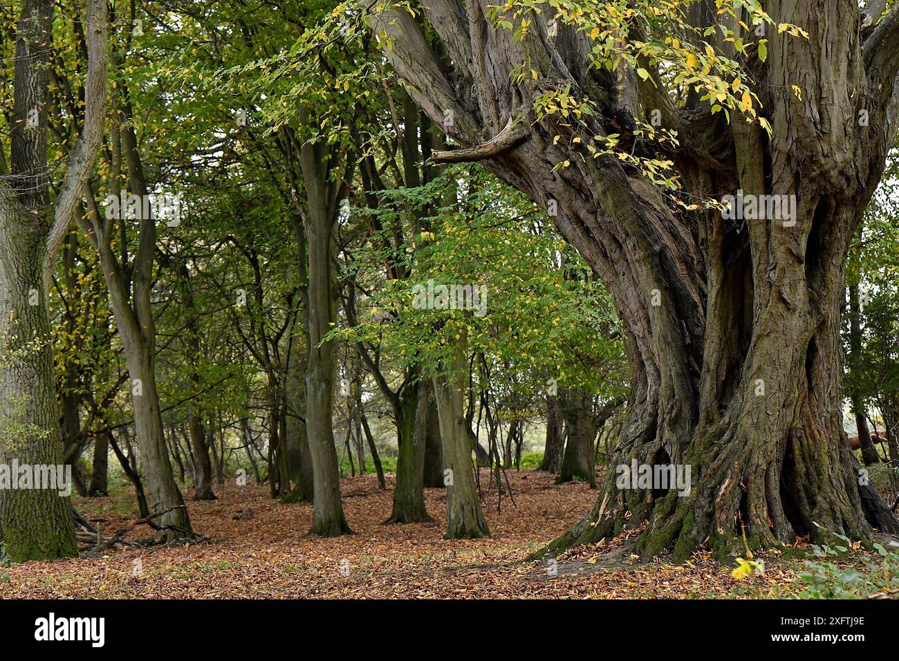 Carpino (Carpinus betulus) enormi antichi pollardi che crescono nei boschi, Hatfield Forest, Essex, Inghilterra, Regno Unito, ottobre Foto Stock