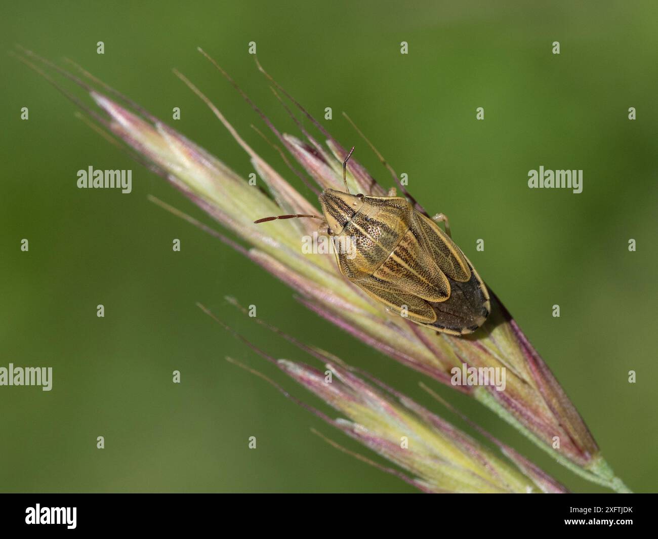 Bishop'S miter shieldbug (Aelia acuminata) sulla testa di semina erbosa, Buckinghamshire, Inghilterra, Regno Unito, giugno Foto Stock