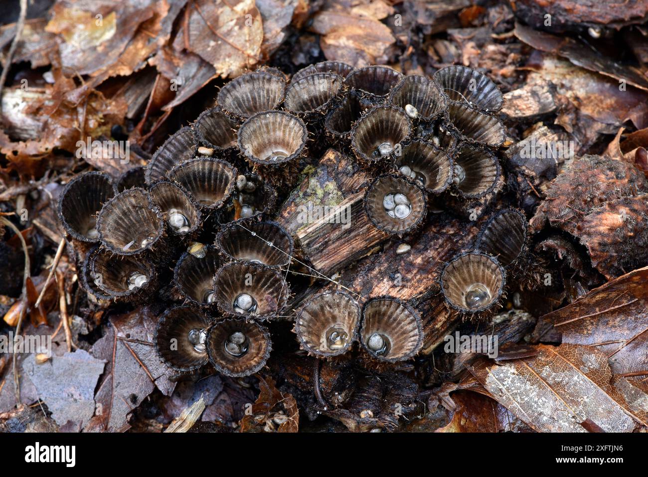 Fluted Bird'S Nest (Cyathus striatus) un fungo selvatico con piccoli nidi a forma di tazza che, quando aperti, contengono peridioli simili a piccole uova, Buckinghamshire, Inghilterra, Regno Unito, ottobre - Focus Stacked Image Foto Stock