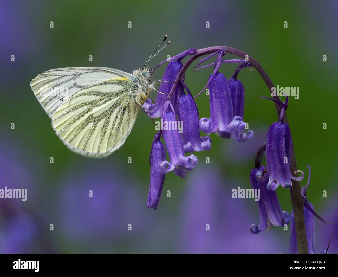 Green Veined White Butterfly (Pieris napi) Roosting on Bluebell Flower, Cambridgeshire, Inghilterra, Regno Unito, aprile Foto Stock