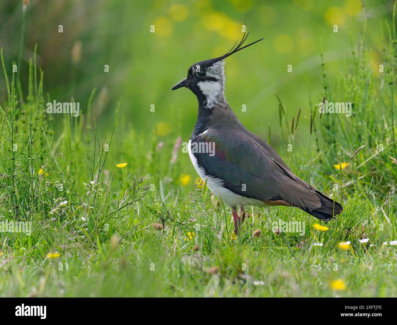 Lapwing (Vanellus vanellus) Ritratto nel prato di fieno altopiano, Upper Teesdale, CO Durham, Inghilterra, Regno Unito, giugno Foto Stock