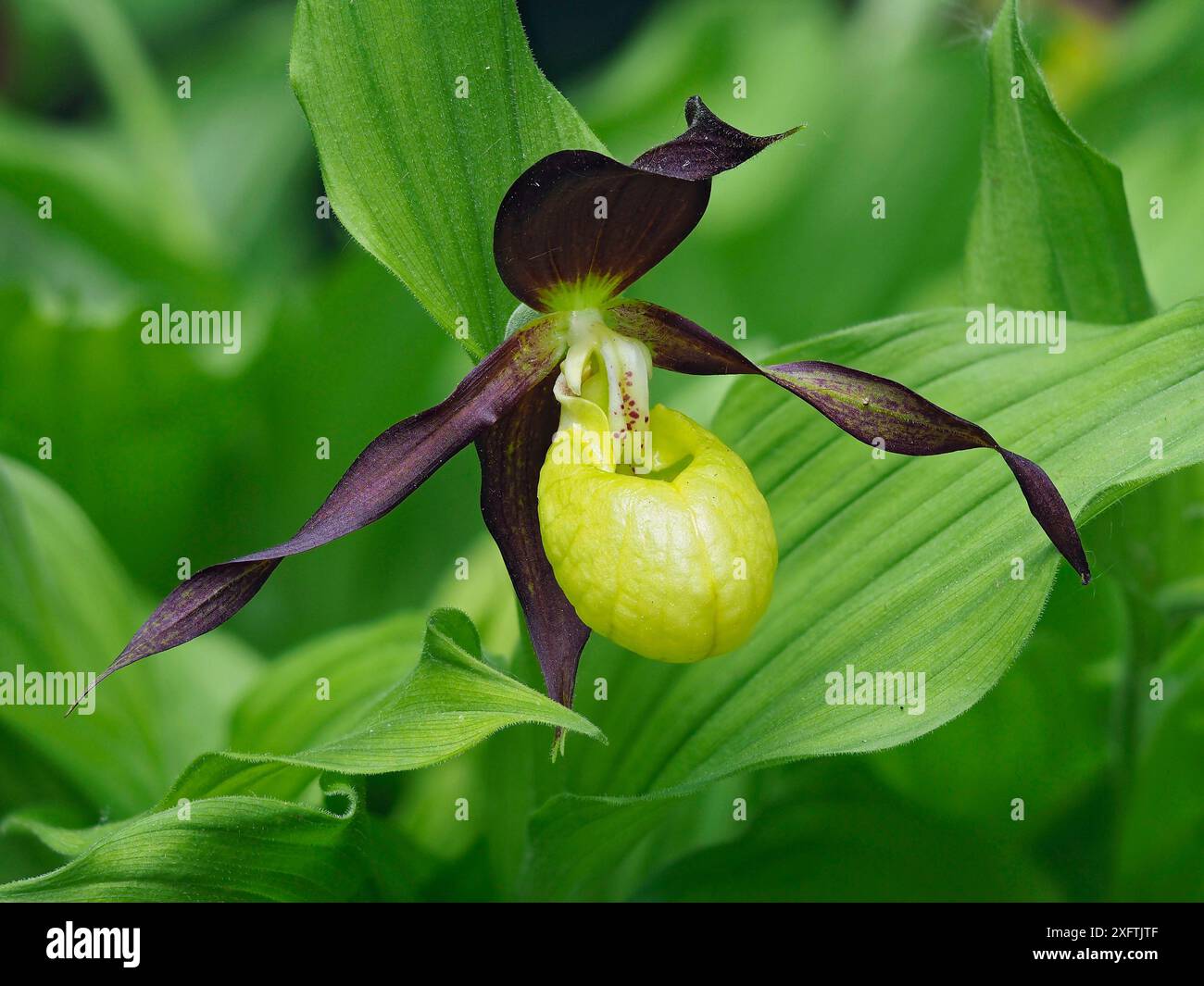 Campione britannico Lady&#39;S Slipper Orchid (Cypripedium calceolus) conservato come parte del prelievo presso Kew Gardens, Londra, Inghilterra, Regno Unito, maggio - Focus Stacked Foto Stock