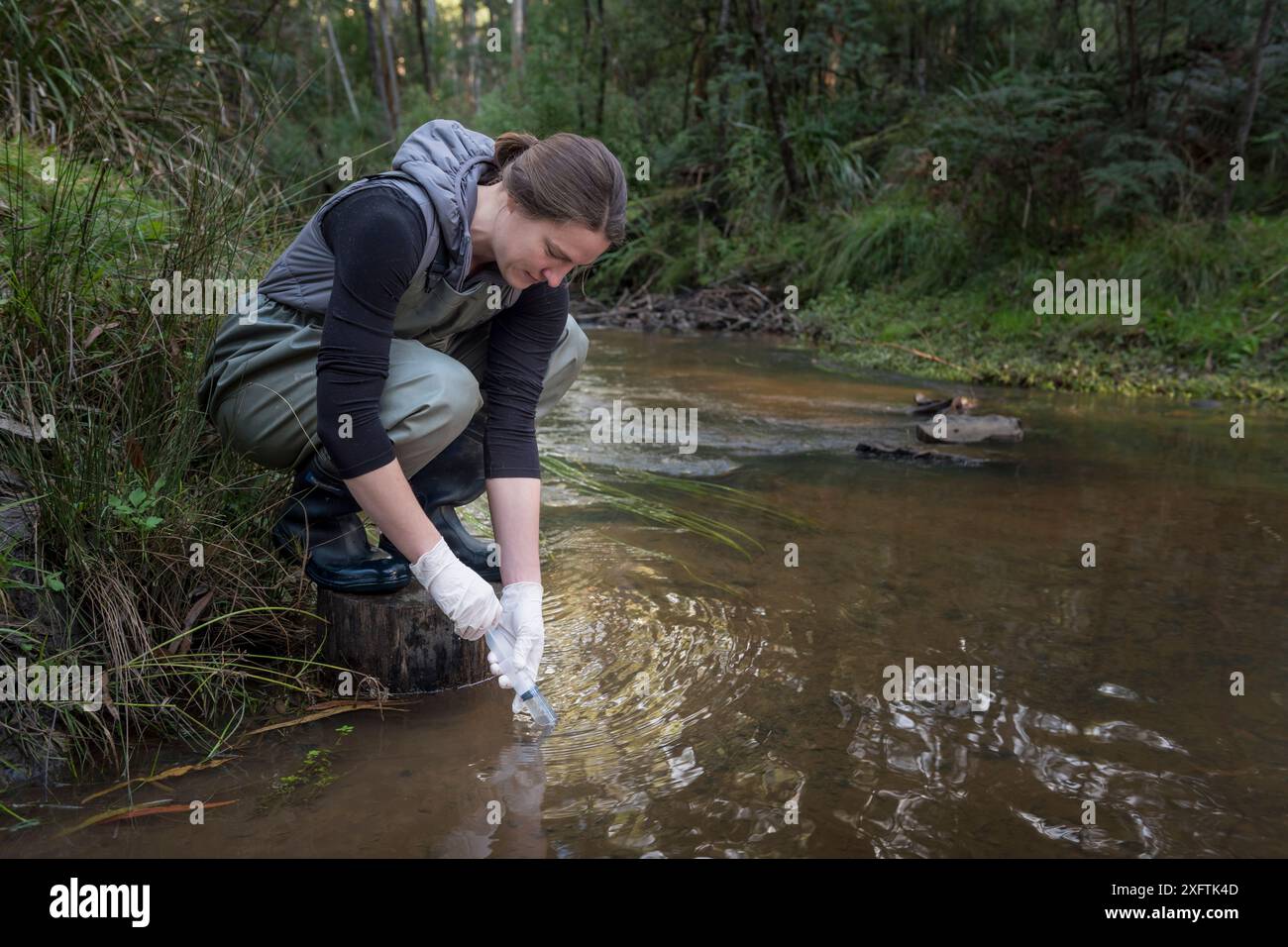 Ricercatore che preleva campioni dal fiume per il test del DNA Platypus (Ornithorhynchus anatinus). Cardinia Creek, Beaconsfield, giugno 2017. Versione del modello in dotazione. Foto Stock