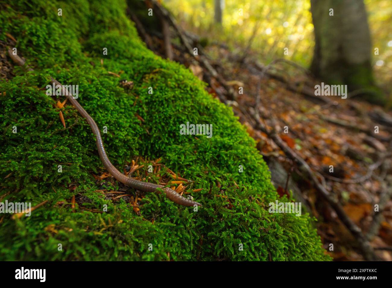 Lombrichi (Lumbricus sp.) Nella foresta di faggi (Fagus sylvatica). Parco Nazionale d'Abruzzo, Lazio e Molise / Parco Nazionale d'&#39;Abruzzo, Lazio e Molise, sito Patrimonio dell'Umanità dell'UNESCO Italia. Ottobre Foto Stock