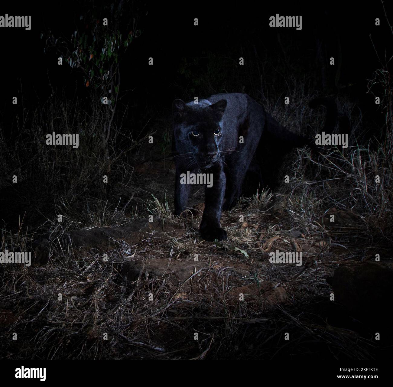 Giovane leopardo melanistico maschile (Panthera pardus), Laikipia Wilderness Camp, Kenya. Fotografato con una trappola per fotocamera. Foto Stock